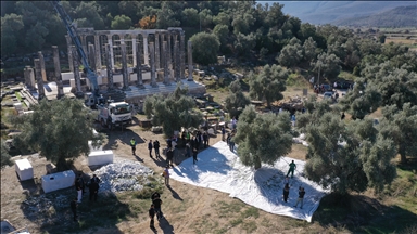 11. Uluslararası Milas Zeytin Hasat Şenliği kapsamında Antik Kent'te zeytin hasadı yapıldı