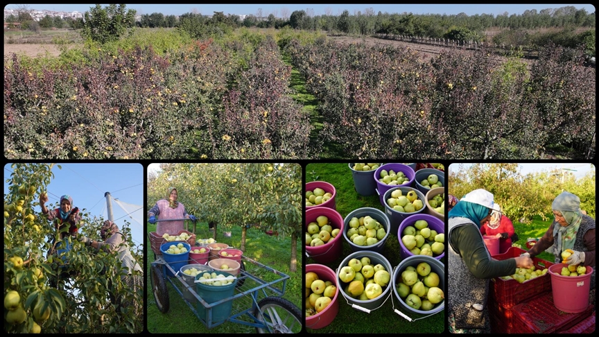 Edirne'de devlet desteğiyle yaygınlaşan meyve bahçeleri çiftçilere alternatif gelir kaynağı oluyor
