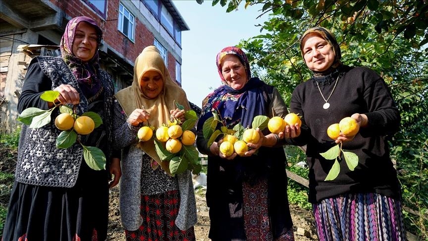 نساء كوجة علي يرفعن شهرة "برسيمون" في أسواق تركيا
