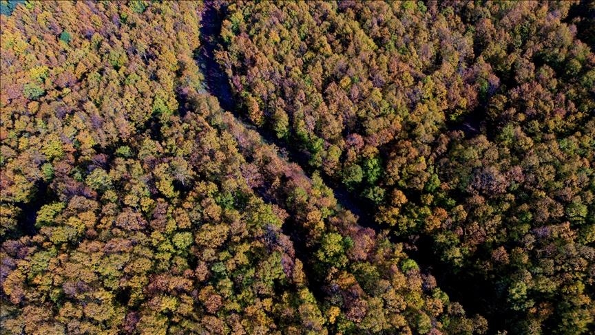 Turska pokrenula nacionalnu kampanju pošumljavanja "Zelena domovina"