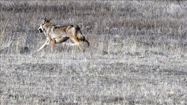 Li Qersê dîmenê gur û werşeqekî hat kişandin