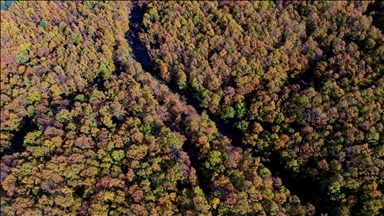 Turska pokrenula nacionalnu kampanju pošumljavanja "Zelena domovina"