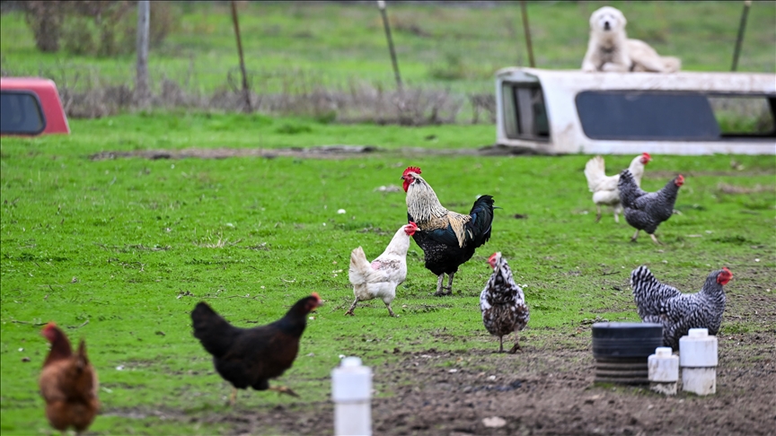 Spain confines farm birds indoors to prevent spread of bird flu