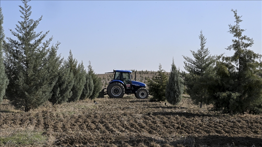 Ağaçlandırma seferberliğinin ilk yılında dikilen fidanlar ağaca dönüştü