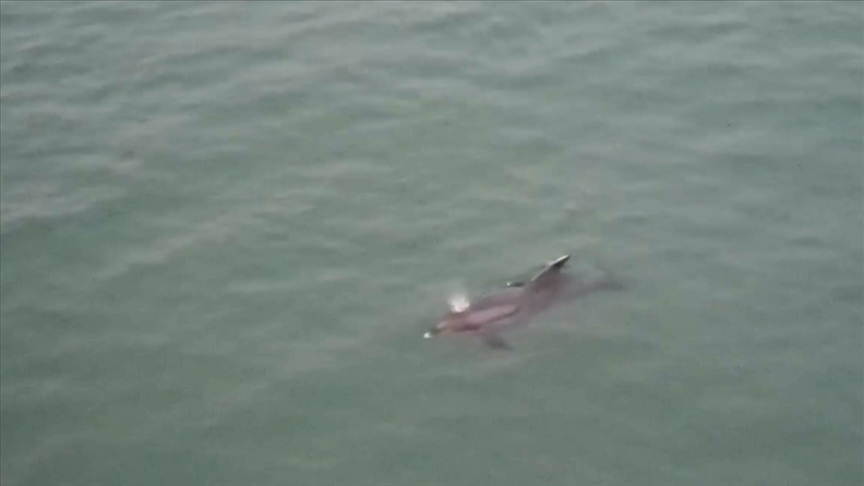 Karadeniz\'de dolaşan yunus dronla görüntülendi