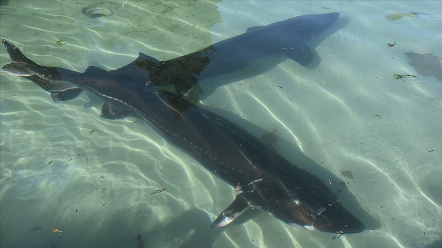 Trabzon\'da mersin balığının korunması için 25 yıldır mücadele ediliyor