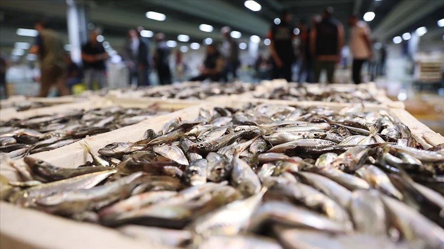 İstanbul'da halde, bu sezon 13 bin 923 ton balık satışa sunuldu