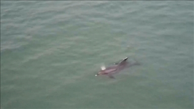 Karadeniz'de dolaşan yunus dronla görüntülendi