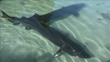 Trabzon'da mersin balığının korunması için 25 yıldır mücadele ediliyor