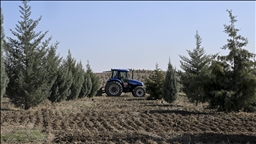 Ağaçlandırma seferberliğinin ilk yılında dikilen fidanlar ağaca dönüştü
