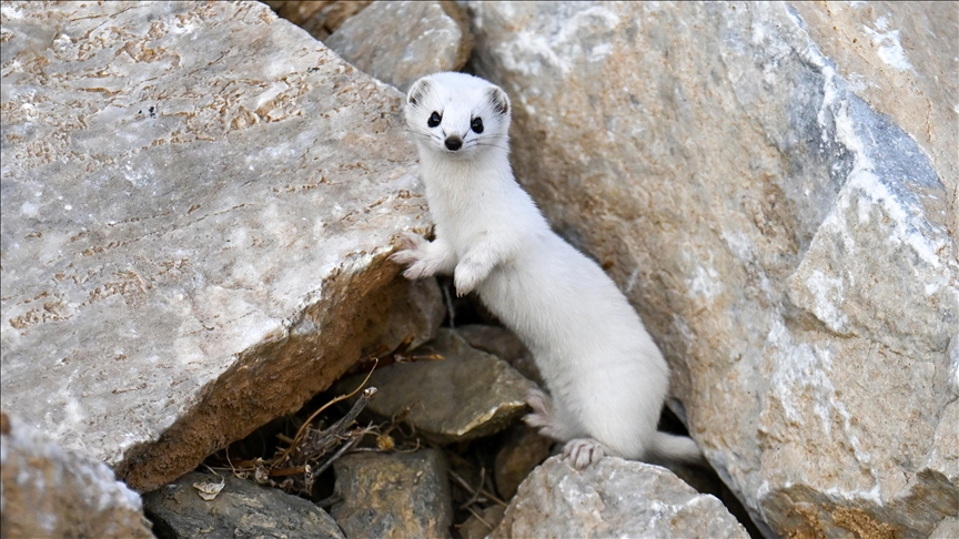 Filmohet Nuselala e rrallë e bardhë