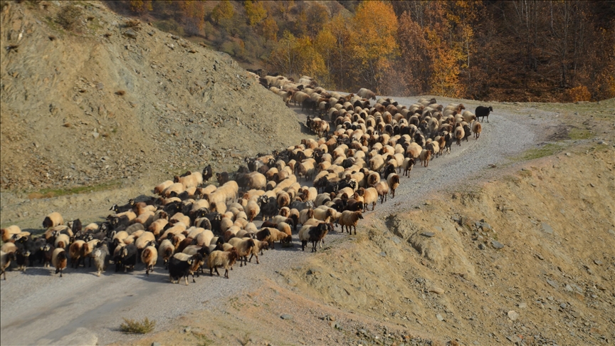 Li Mûşê xwediyê heywanan berê xwe didin herêmên germ