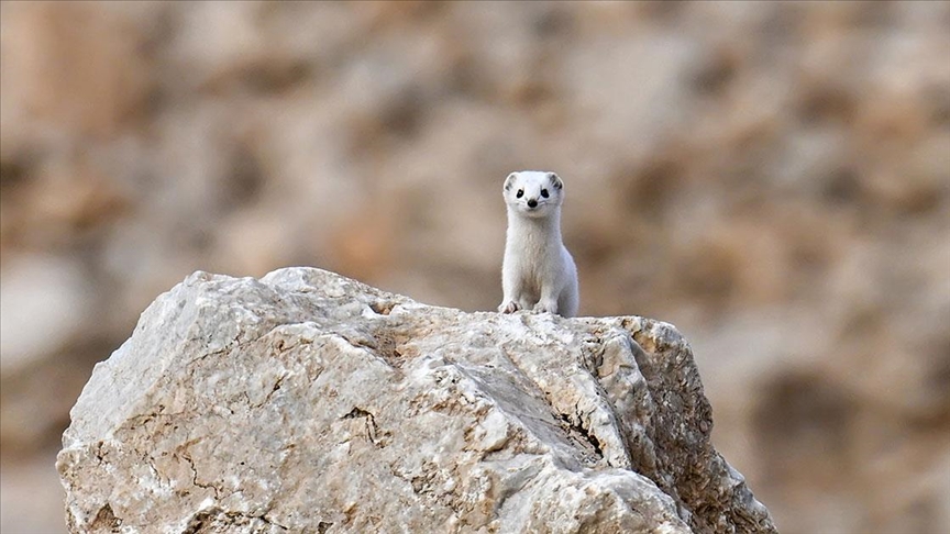 Van\'da nesli koruma altındaki beyaz gelincik görüntülendi