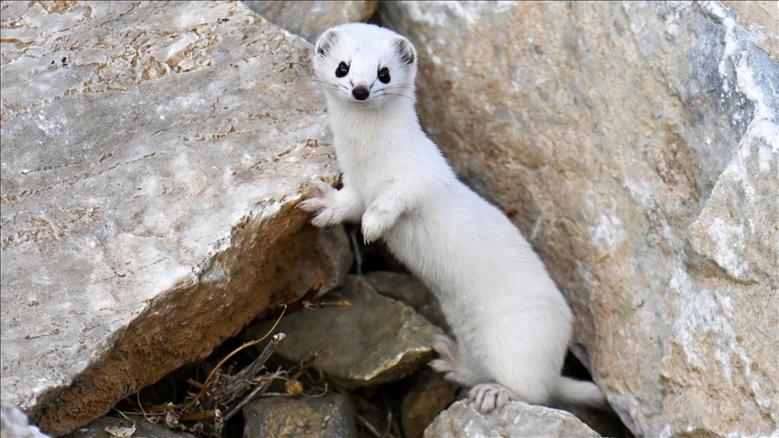  Li Wanê dîmenê kûzeya gewr ya ku cisnê wan li ber qelînê ye hat kişandin