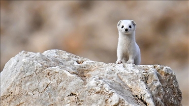 Ретка бела ласица забележана во источна Турција