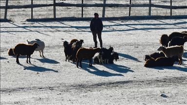 Kars'ta soğuk havanın etkisiyle buzlanma ve kırağı oluştu
