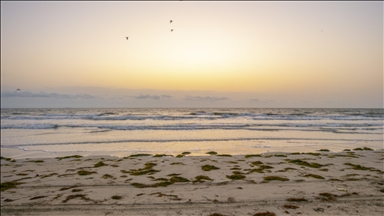 تونس.. السلطات تسعى لتنظيف 9 آلاف هكتار ملوثة في بحر قابس