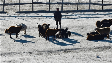 Li Qersê ji ber hewaya sar qeşa û qiravî çêbû