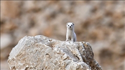Van'da nesli koruma altındaki beyaz gelincik görüntülendi