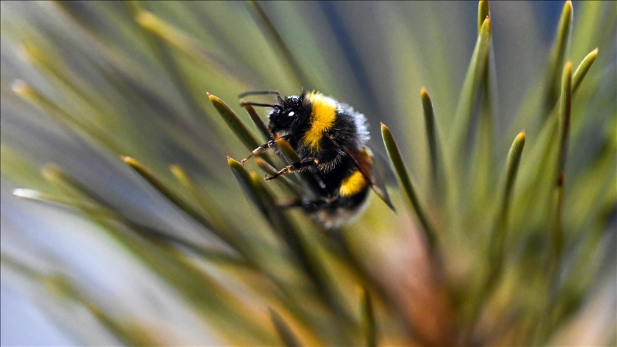 Bletët mësojnë të lexojnë  kodin e dritës  në studimin e inteligjencës së insekteve