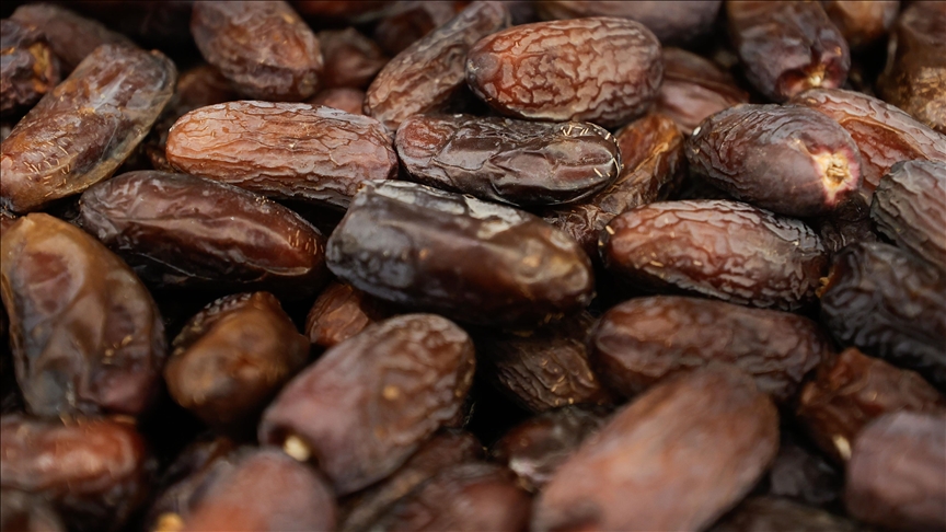 Tunisie : La fluctuation des prix des dattes inquiète les agriculteurs et interrompt la récolte