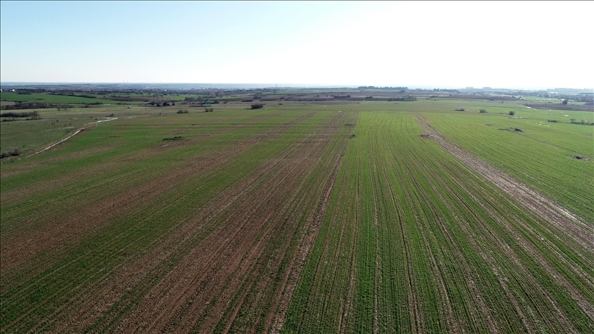 Yedi yılda 48,8 milyon metrekare arazi tıbbi ve aromatik bitki yetiştirilmek üzere kiralandı