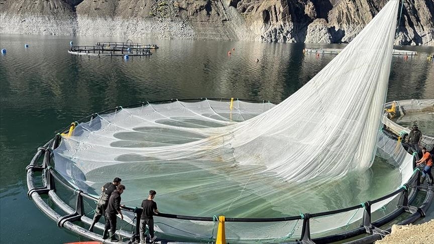 Турецкий лосось из Артвина экспортируется в 67 стран мира