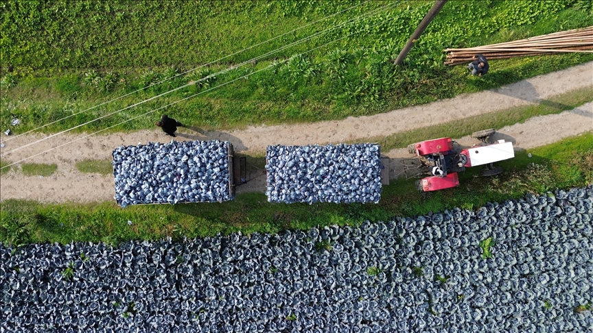 Bafra Ovası\'nda kırmızı lahana hasadı başladı