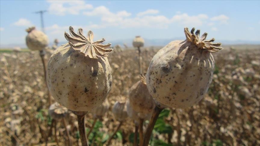 CIA ran covert program to sabotage Afghanistan’s opium crop: Report