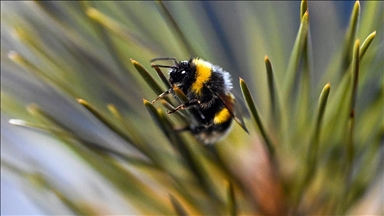Бумбарите научија да читаат „светлосен код“, покажува новото истражување за интелигенцијата на инсектите