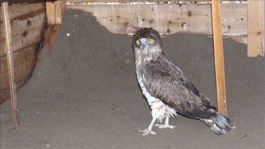 Tokat\'ta yaralı bulunan yılan kartalı Samsun\'da tedavi ediliyor
