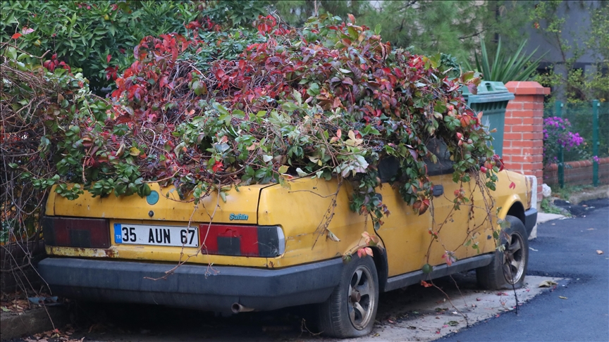 İzmir\'de 8 yıldır park halindeki otomobili sarmaşıklar sardı