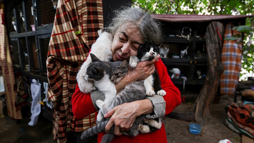 Gruaja në Baku kujdeset për dhjetëra mace endacake në kopshtin e shtëpisë së saj