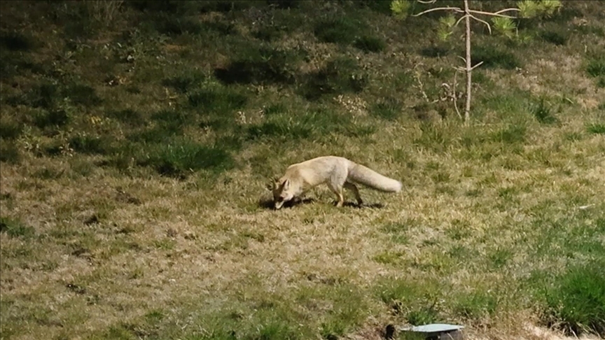 Bitlis\'te aç kalan tilki yerleşim yerine indi