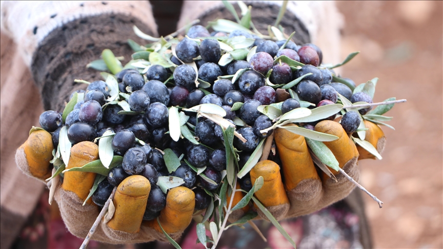 Kilis'te zeytin hasadı başladı
