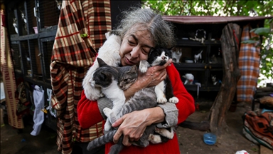 Gruaja në Baku kujdeset për dhjetëra mace endacake në kopshtin e shtëpisë së saj