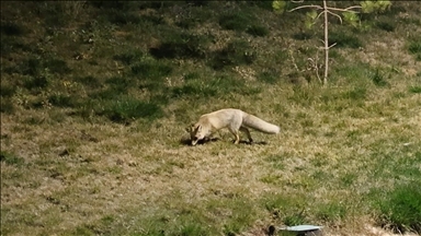 Bitlis'te aç kalan tilki yerleşim yerine indi