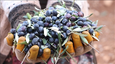 Kilis'te zeytin hasadı başladı