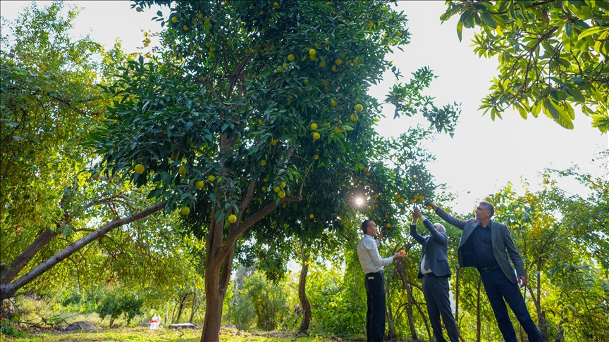 Li Diyarbekirê darên narengiyan yên ku hatibûn çandin ber girtin