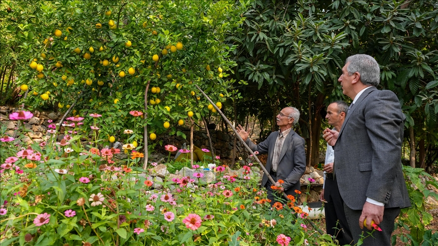 Diyarbakır'da "ya tutarsa" diye dikilen narenciye ağaçları meyve verdi