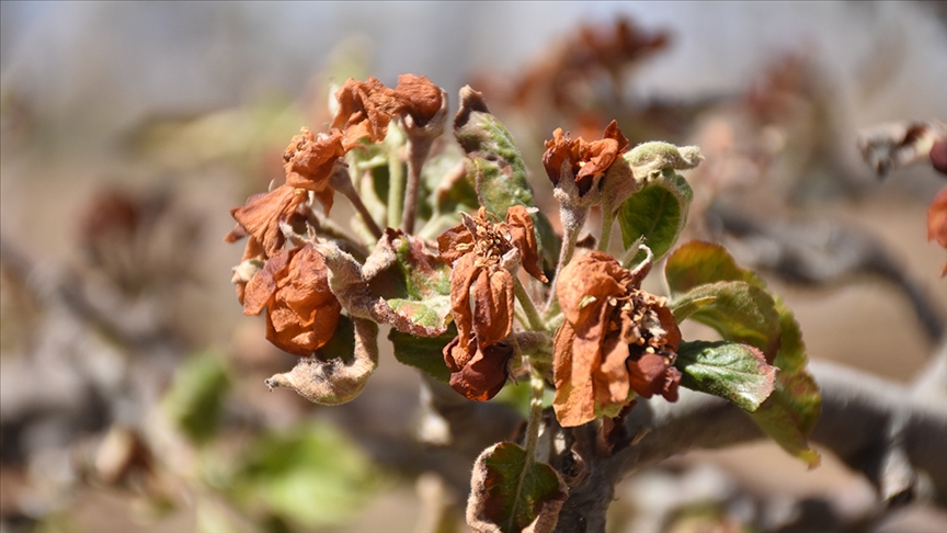 Zirai dondan etkilenen üreticilere 798 milyon lira yeni destek ödemesi