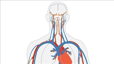 Microrobots swim through blood to deliver drugs: Study