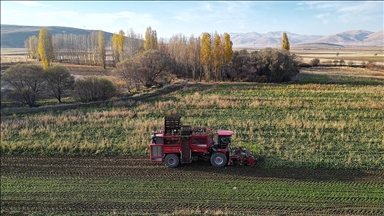 Bayburt'ta şeker pancarı üretim alanı 5 yılda 6 kat arttı