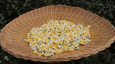 ÇAYMER, bu yıl 50 kilogram çiçek çayı üretti