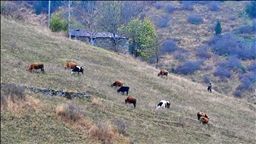 Zirvedeki Saveriksa Yaylası'nda besicilerin mesaisi sürüyor
