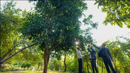 Li Diyarbekirê darên narengiyan yên ku hatibûn çandin ber girtin