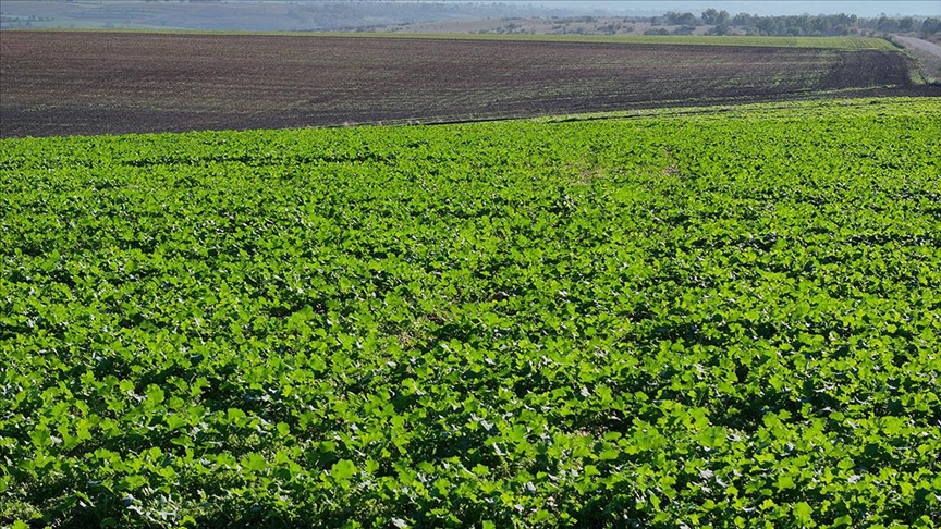 Edirne'de son dönemdeki yağışlar kanola üreticisini sevindirdi