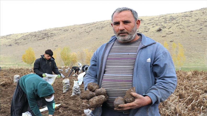 Li Agiriyê hilkirina kartolên binefşî dest pê kir