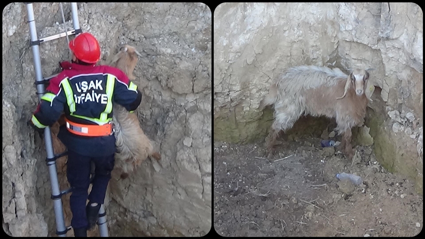 Uşak\'ta kuyuya düşen keçiyi itfaiye kurtardı 