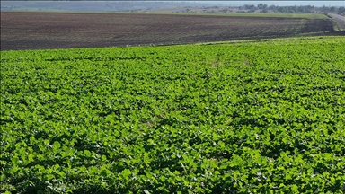 Edirne'de son dönemdeki yağışlar kanola üreticisini sevindirdi
